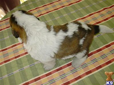 Saint Bernard Puppies for Sale